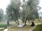 La Raccolta delle olive a Seggiano (47kb)